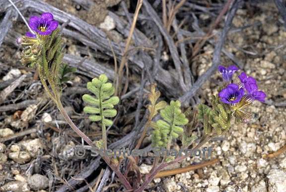 phacelia fremontii 2 graphic